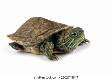 957 Brazilian turtle Images, Stock Photos & Vectors | Shutterstock