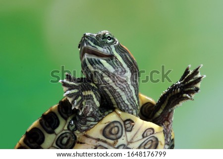 Funny face brazilian turtle, cute little brazilian turtle, closeup face brazilian turtle
