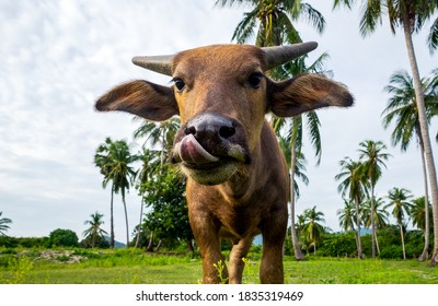 Funny Face Of Buffalo Walking Close To The Camera.Zodiac Symbol Of 2021.Abstract Picture.Concept Funny Animals.