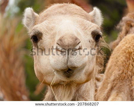 funny face camel big nose