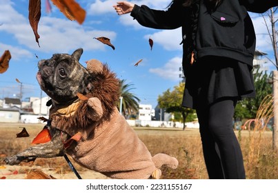 Funny face of  French bulldog playing fallen leaves with the owner