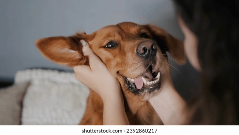 Funny face of a Golden Retriever dog being stroked by a young woman. Fun games with dogs. Pet store and dog walking services. Funny dog with his owner. - Powered by Shutterstock