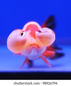 Funny Face Goldfish On Blue Background