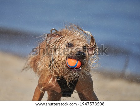 Funny face of a light brown mongrel dog who shakes his body after coming out of the water - he carries an orange ball in his snoot