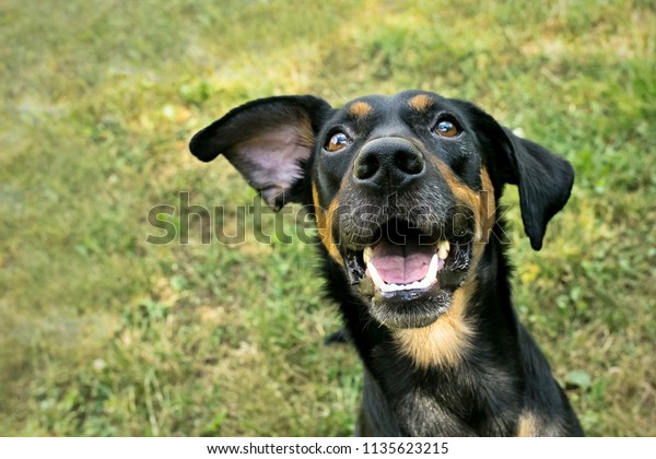 口を開けた黒と茶色の雑種犬のおかしな顔 ピンクの舌 白い歯 幸せそうな顔 耳をそばに ぼかした草の背景 晴れた夏の日 の写真素材 今すぐ編集