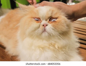 19.855 Imagens De Funny Persian Cat Imagens, Fotos Stock E Vetores ...