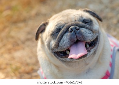 Funny face of pug dog (Fawn pug dog sitting under tree with blurry morning sunlight background.)