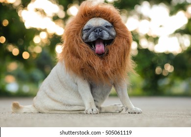 Funny Face Pug Dog Lion Costume Stock Photo 505061119 | Shutterstock