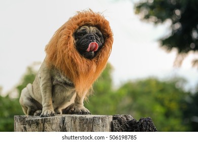 Funny Face Pug Dog Lion Costume Stock Photo (Edit Now) 505125604