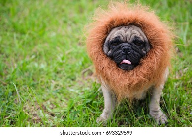 Funny Face Pug Dog Lion Costume Stock Photo 693329599 | Shutterstock