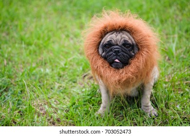 Funny Face Pug Dog Lion Costume Stock Photo 703052473 | Shutterstock