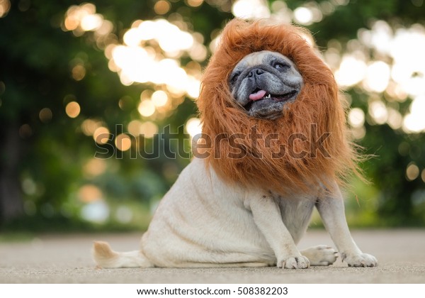 Funny Face Pug Dog Lion Costume Stock Photo (Edit Now) 508382203