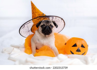 Funny Face Of Pug Dog Orange Witch Hat Halloween Costume Sitting On Bed At Home, Vertical Footage