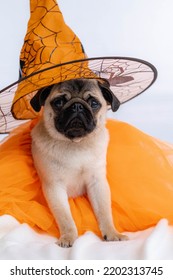 Funny Face Of Pug Dog Orange Witch Hat Halloween Costume Sitting On Bed At Home, Vertical Footage