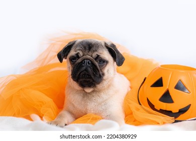 Funny Face Of Pug Dog Orange Witch Hat Halloween Costume Sitting On Bed At Home, Vertical Footage