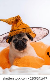 Funny Face Of Pug Dog Orange Witch Hat Halloween Costume Sitting On Bed At Home, Vertical Footage