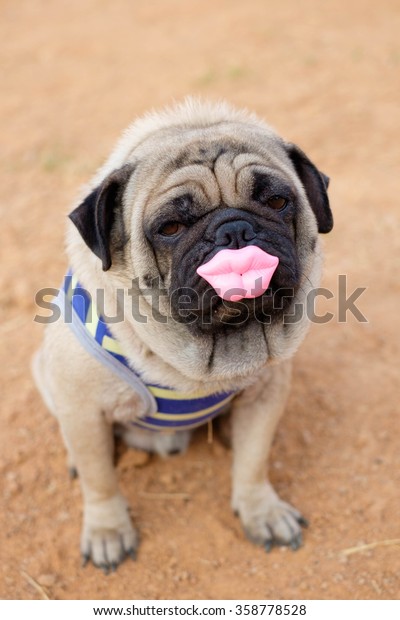 Cute Pug Dog Funny Images