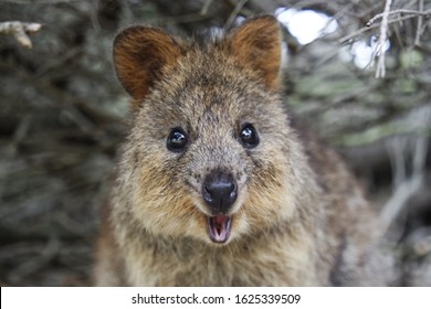 Funny face of a quokka