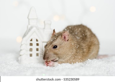 Funny face rat sitting and eating treats at Christmas decorations of scandinavian house candle holder among snow on garland lights bokeh background. Chinese New year 2020 christmas greeting card