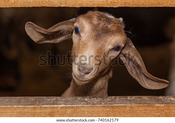 funny face small goat, Brown goat, Domestic goat, Brown goat portrait