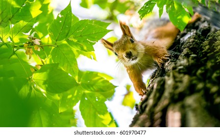 Funny Face Squirrel On Tree