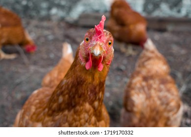 Funny Farm Animals, Brown Chicken, Close Up