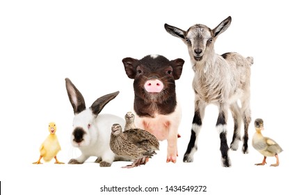 Funny Farm Animals Together Isolated On White Background