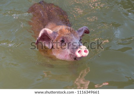 Similar – Image, Stock Photo Piglet in happiness Nature