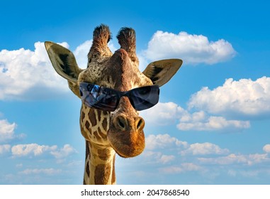 Funny fashion portrait of a giraffe (giraffa camelopardalis) with hipster sunglasses over blue sky and clouds background. Ecotourism and african safari, animal concept. Macho with cool sunglasses