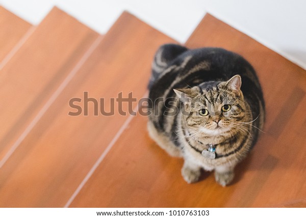 Funny Fat Cat Sitting Brown Cat Royalty Free Stock Image