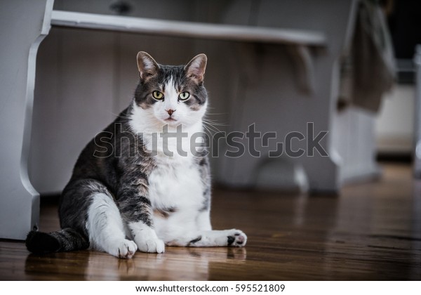 キッチンに座って もう少し食べ物を待っている可笑しい太った猫 の写真素材 今すぐ編集