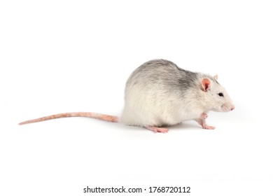 Funny And Fat Gray Rat With Long Tail Isolated On White Background. Home Pets Concept. Rat Full Length Cut Out.