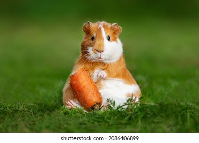 Funny fat guinea pig with a carrot in summer