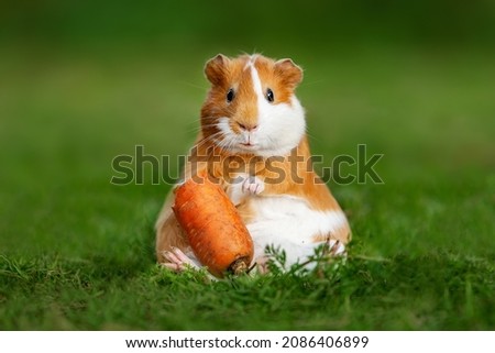 Funny fat guinea pig with a carrot in summer