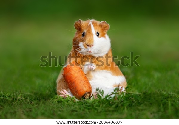 Funny fat guinea\
pig with a carrot in\
summer