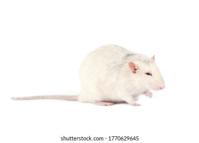 Funny And Fat Light Gray Rat With Long Tail Isolated On White Background. Home Pets Concept. Rat Full Length Cut Out.