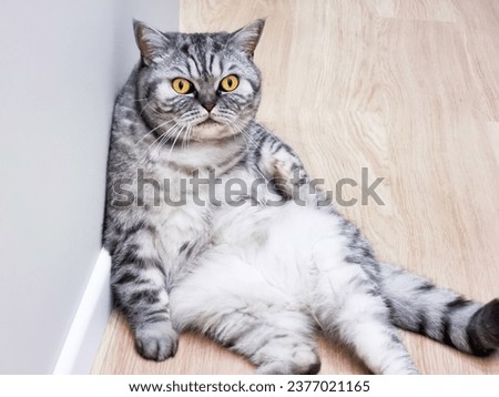 A funny fat tabby cat with big yellow eyes sits on its ass leaning against the wall.