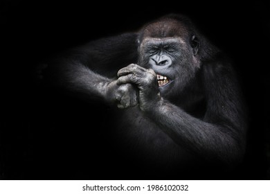 Funny female gorilla diligently gnaws something hard bared her teeth, screwing up her eyes from effort, holding her hands near the muzzle isolated black background