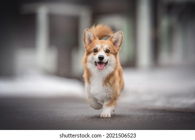 Funny female pembroke welsh corgi running on clean asphalt against the background of an old snow-covered wooden building - Powered by Shutterstock