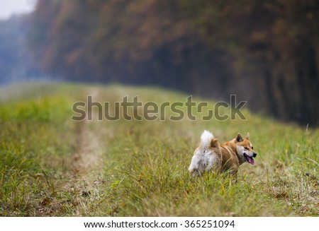Funny Female Shiba Inu Dog Stock Photo Edit Now 365251094