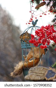 Funny Female Squirrel Managed To Get Herself Trapped Inside Of A Make Shift Bird Feeder, But Having A Hard Time Getting Out.