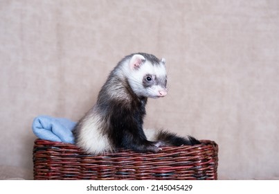 funny ferret sit on the bed