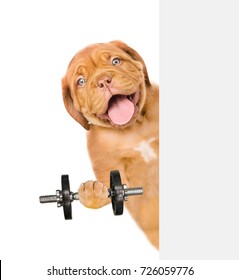 Funny Fitness Dog With Dumbbell Above White Banner. Isolated On White Background