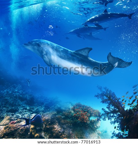funny flipper posing underwater in front of dolphins family