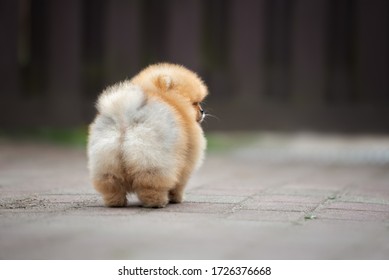 Funny Fluffy Dog Butt, Rear View