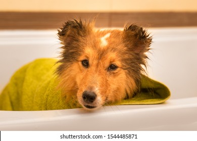 Funny Fluffy Sable White, Shetland Sheepdog, Sheltie Sitting In The  Grooming Bath Covered With Green Microfiber Pet Towel. Small, Little Collie, Lassie Dog With Wet Hair After Bath 