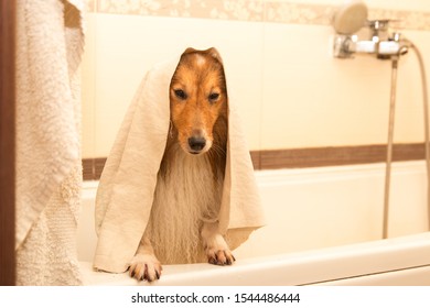 Funny Fluffy Sable White, Shetland Sheepdog, Sheltie Standing In The  Grooming Bath Covered With Yellow Microfiber Pet Towel. Small, Little Collie, Lassie Dog With Wet Hair After Bath 