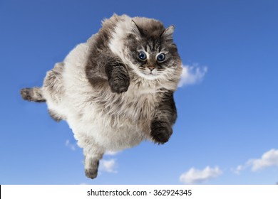 Funny Flying Cat