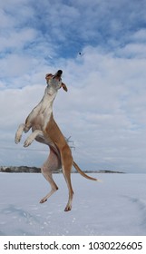 do greyhounds jump