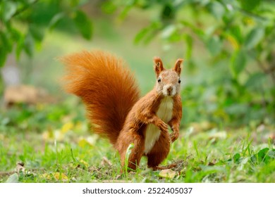 funny, focused squirrel standing on two legs. wild animal squirrel standing on its hind legs among yellow autumn leaves. animal in the park autumn season in the morning. blurred background